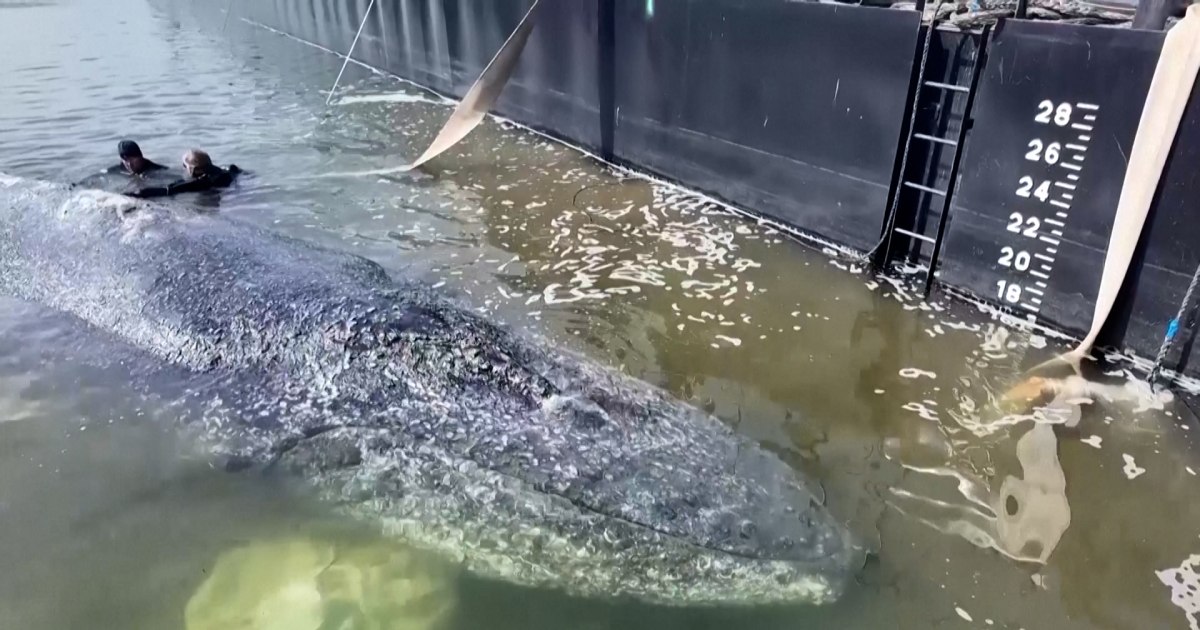 Ballena jorobada liberada en un espectacular esfuerzo de rescate y encontrada muerta frente a Dinamarca