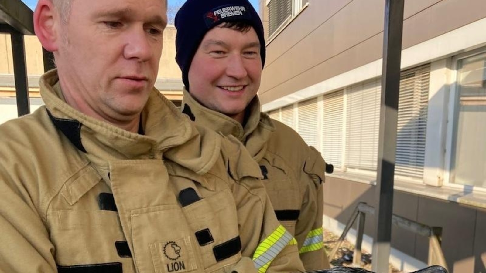 Ave marina herida picotea la puerta de la sala de urgencias, lo que provoca su propio rescate