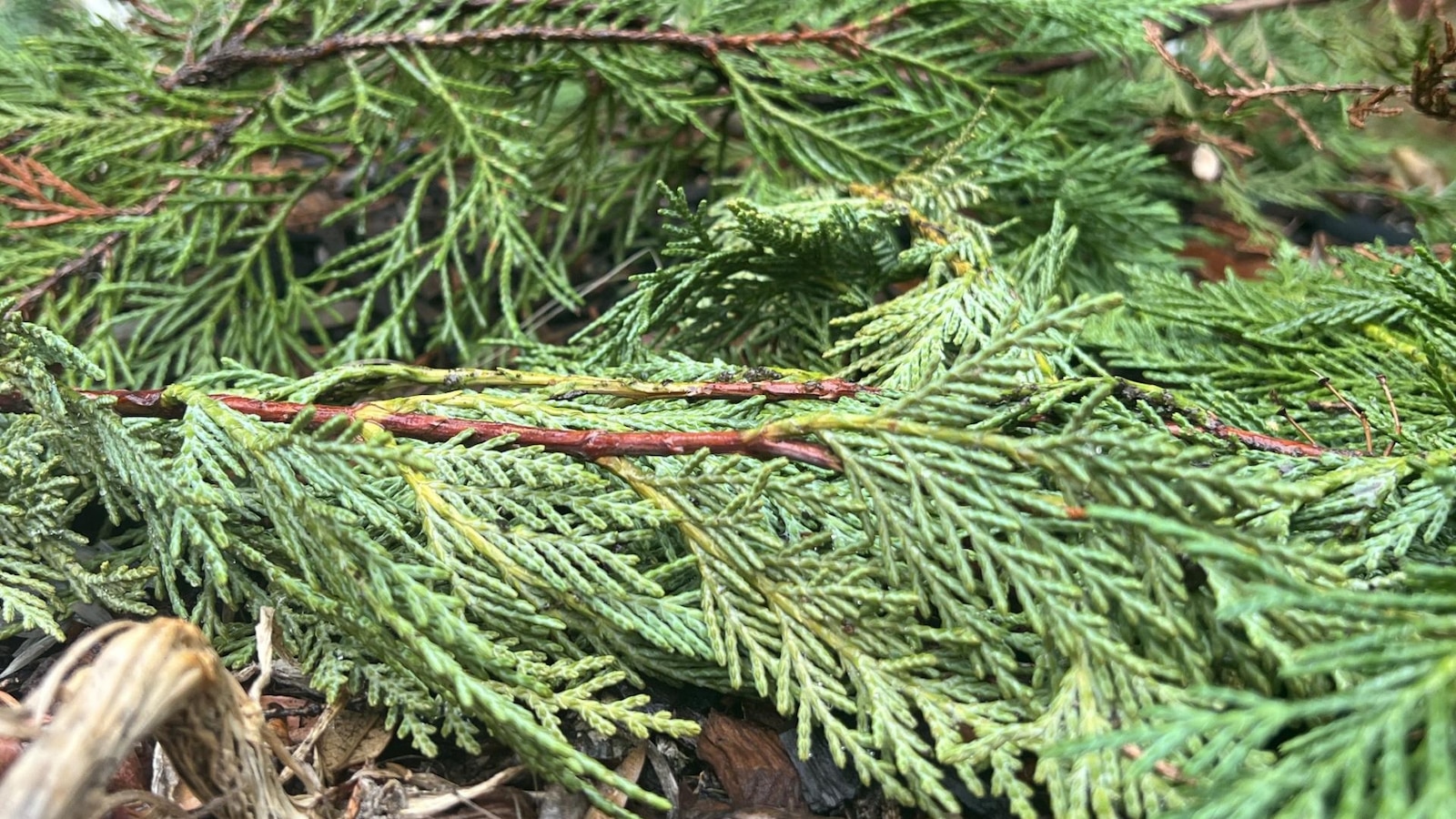 ¿Qué hacer con tu árbol de Navidad? Aquí hay algunas alternativas al vertedero