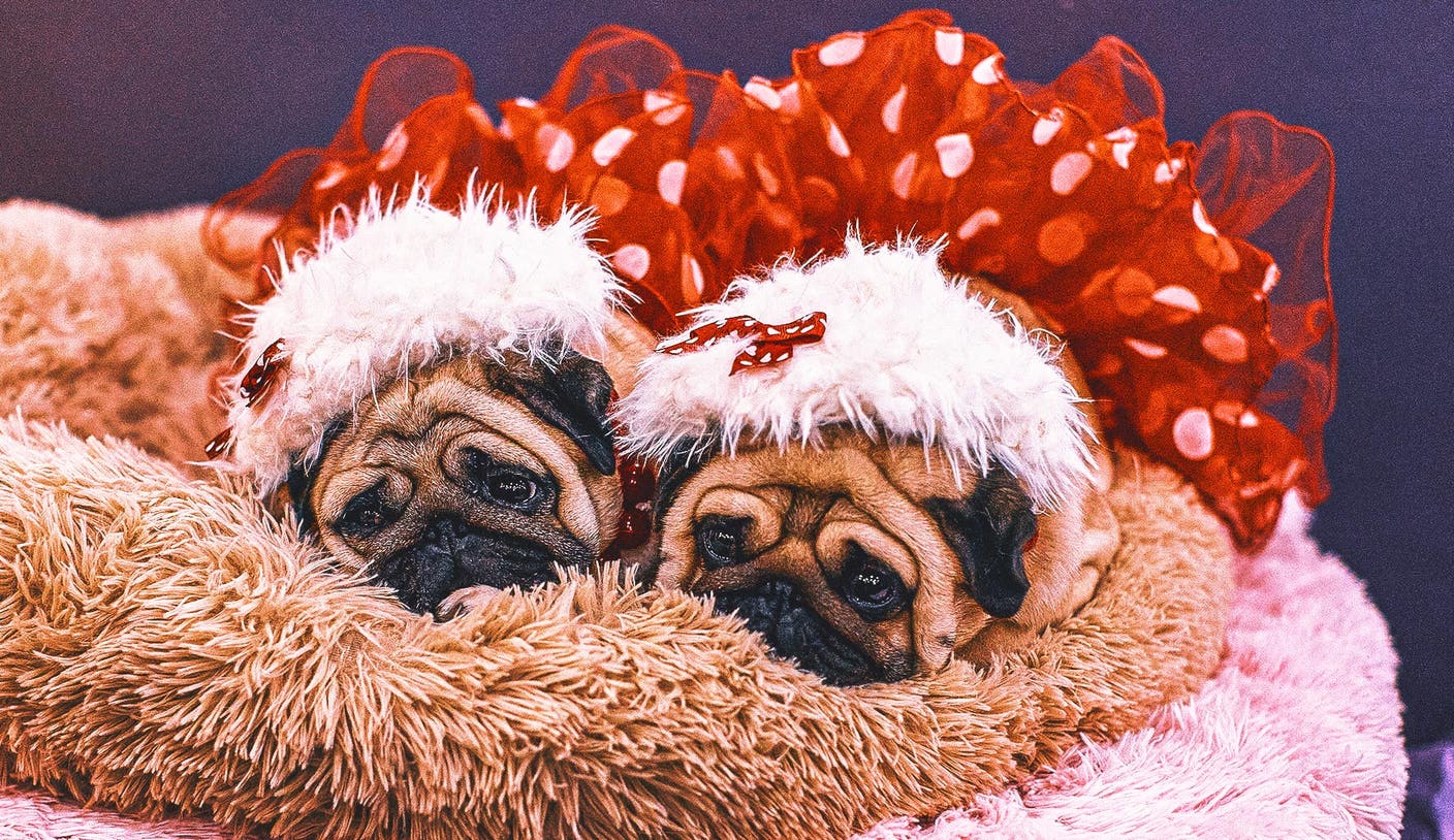 Decodificando los nombres extravagantes y llamativos de los perros de exposición del Westminster Kennel Club